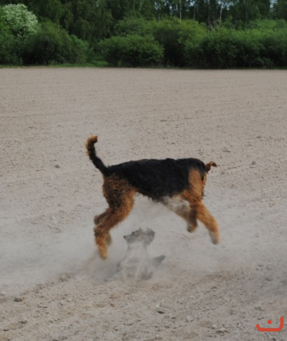 Airborne Airedale above a Cairn