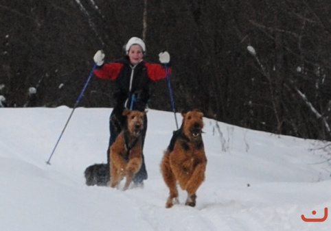 Ada skiing with the dogs.